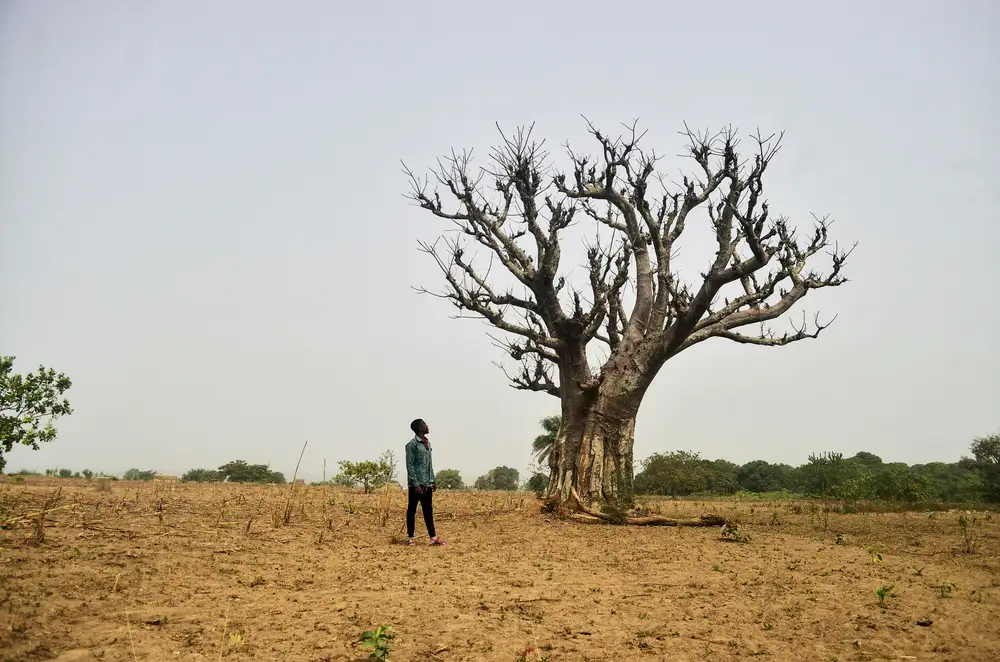 a man looking at a leafless tree