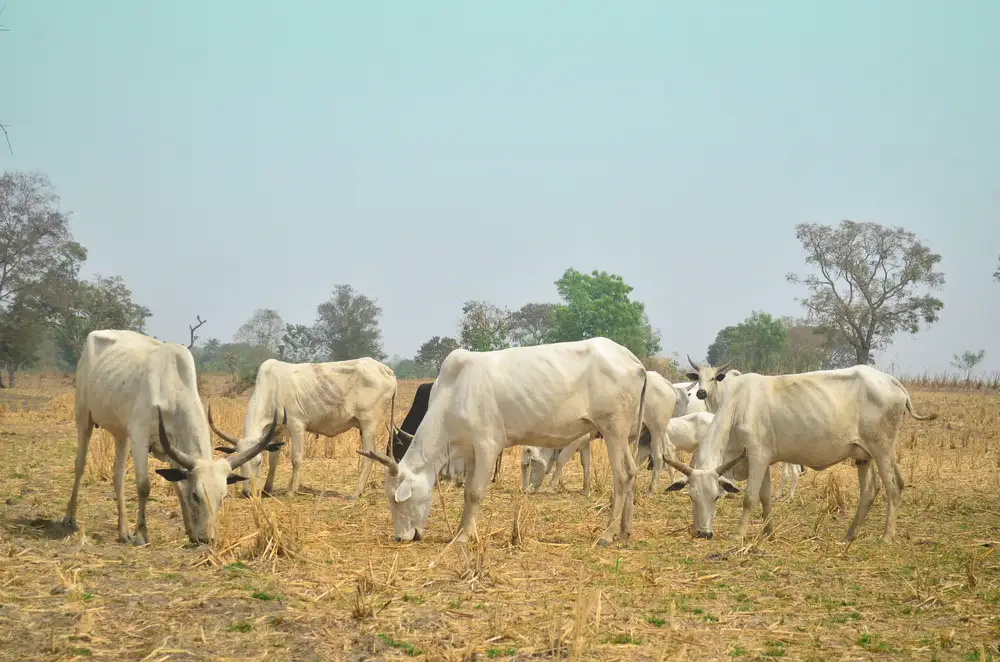 herd of cattle feeding