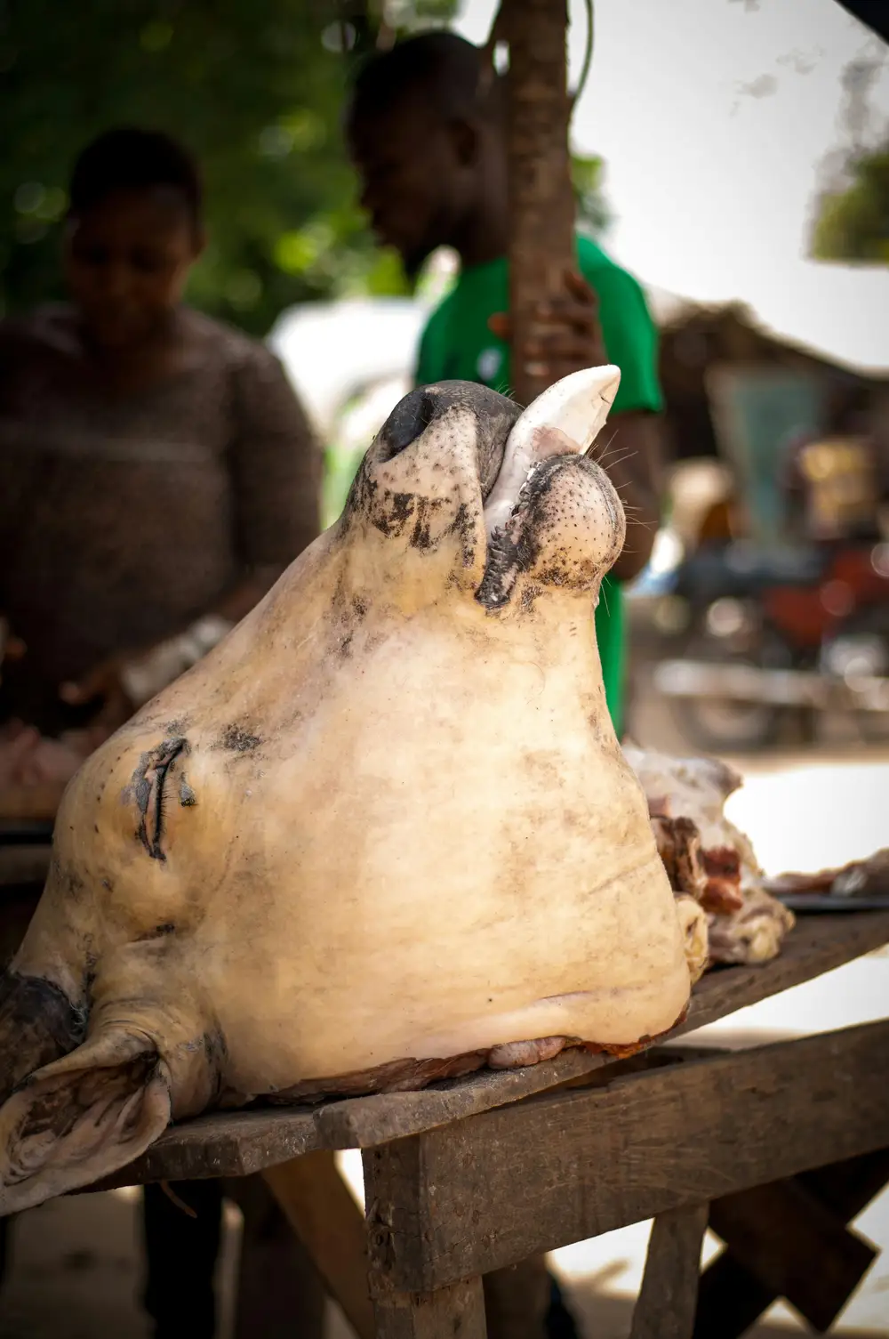 killed cow head