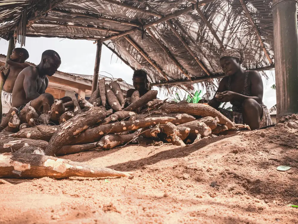 farmers peeling cassava