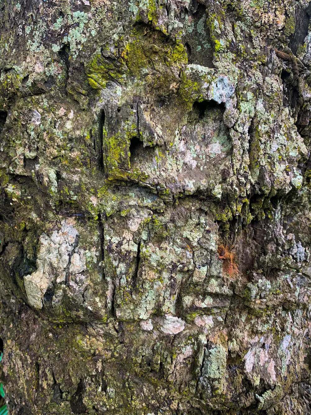 tree bark