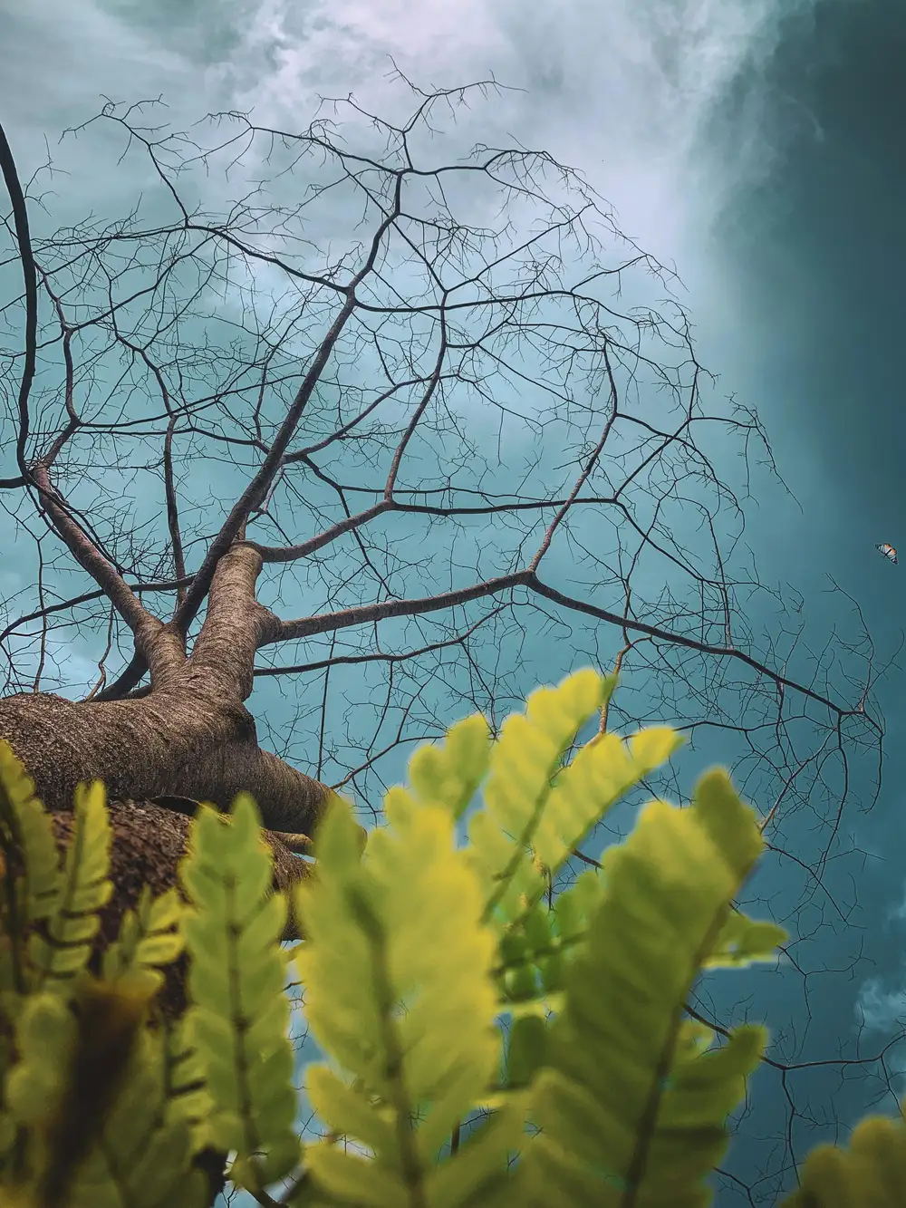 leafless tree