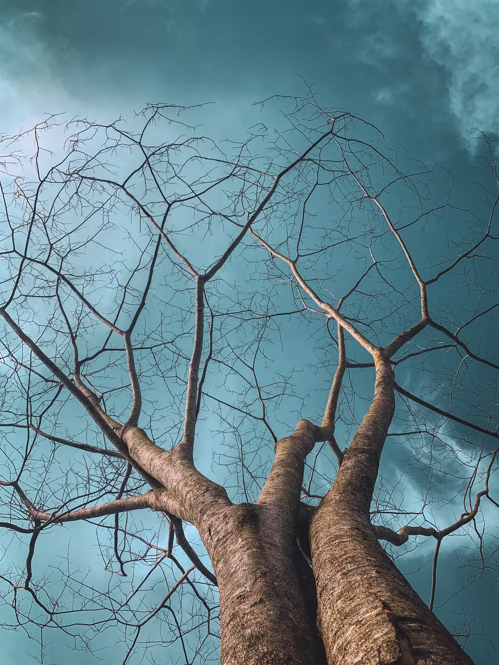 leafless tree