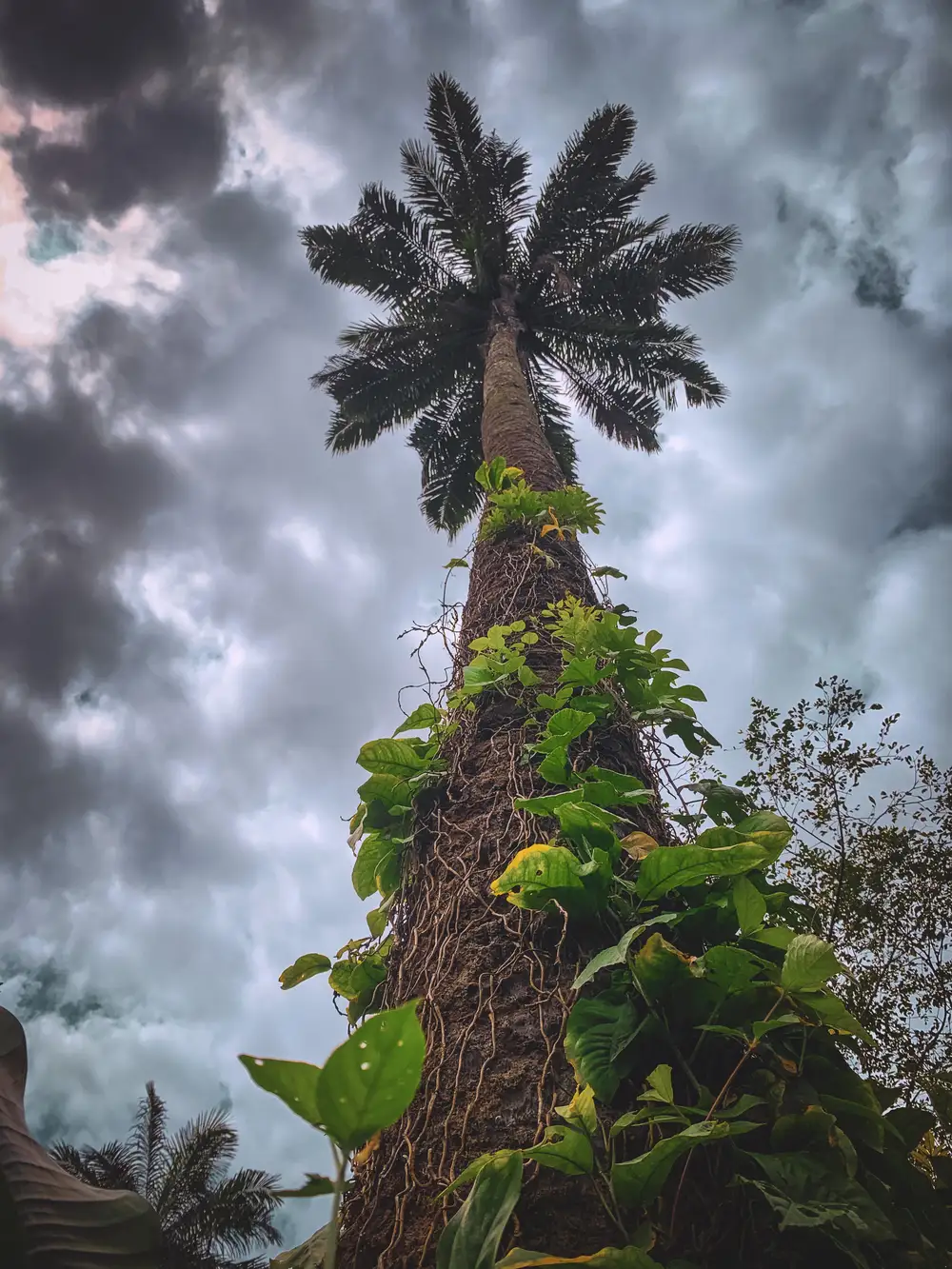 tall palm tree with ferns