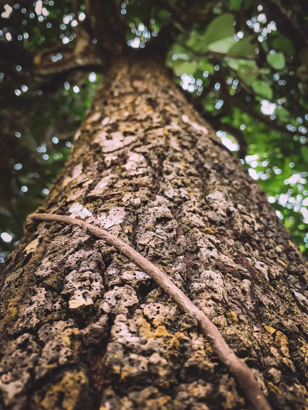 bark of tree