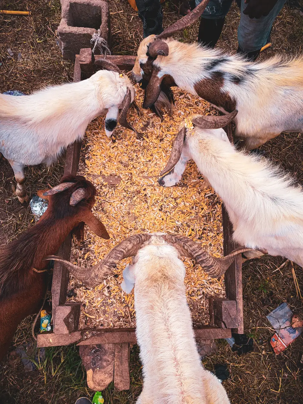 goats eating