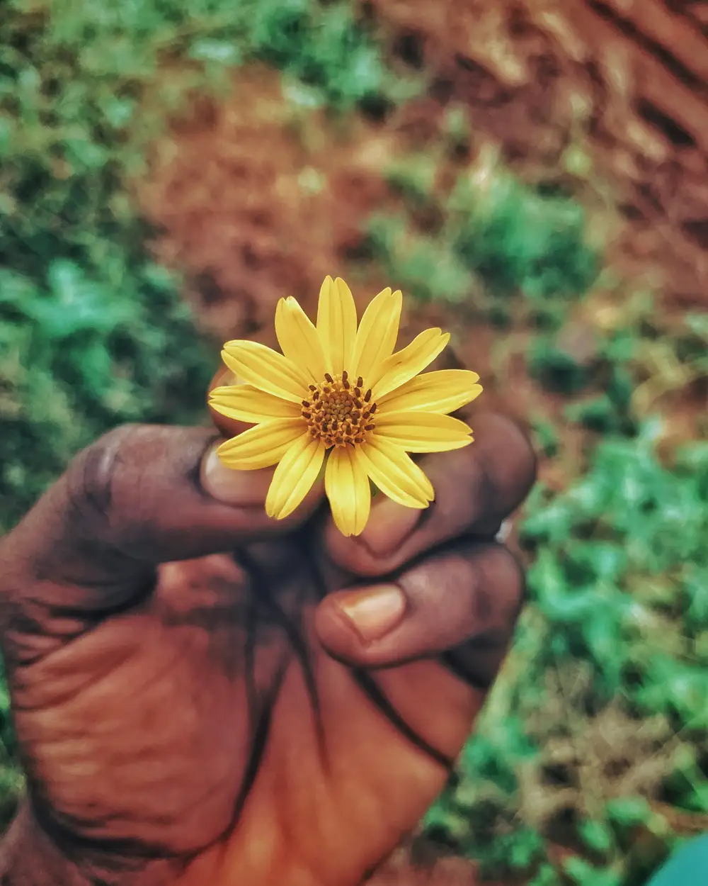 a flower