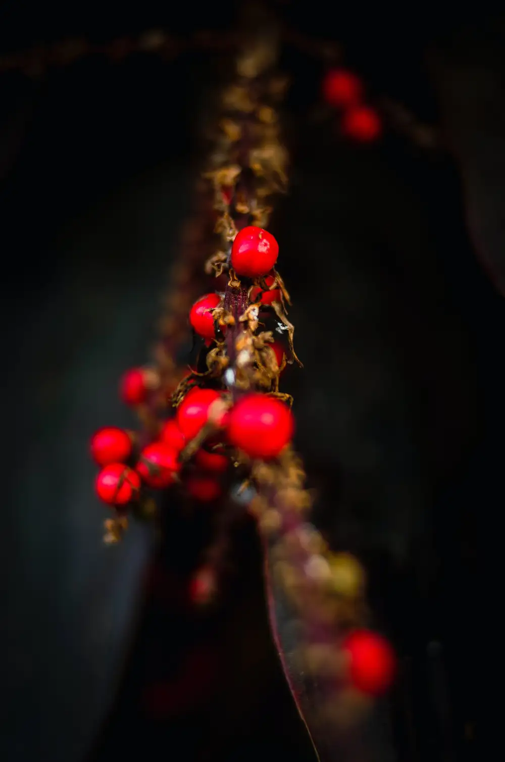 Red plant with blurry parts