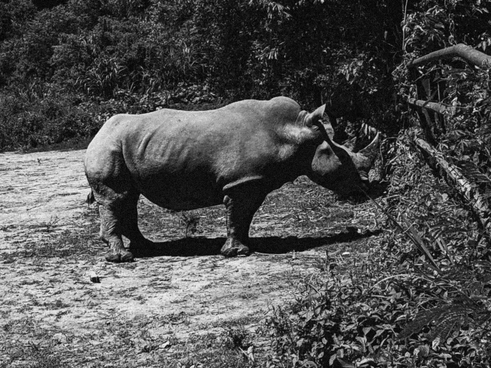 rhino pic