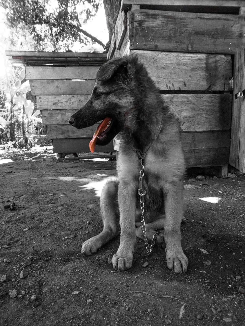 dog sitting