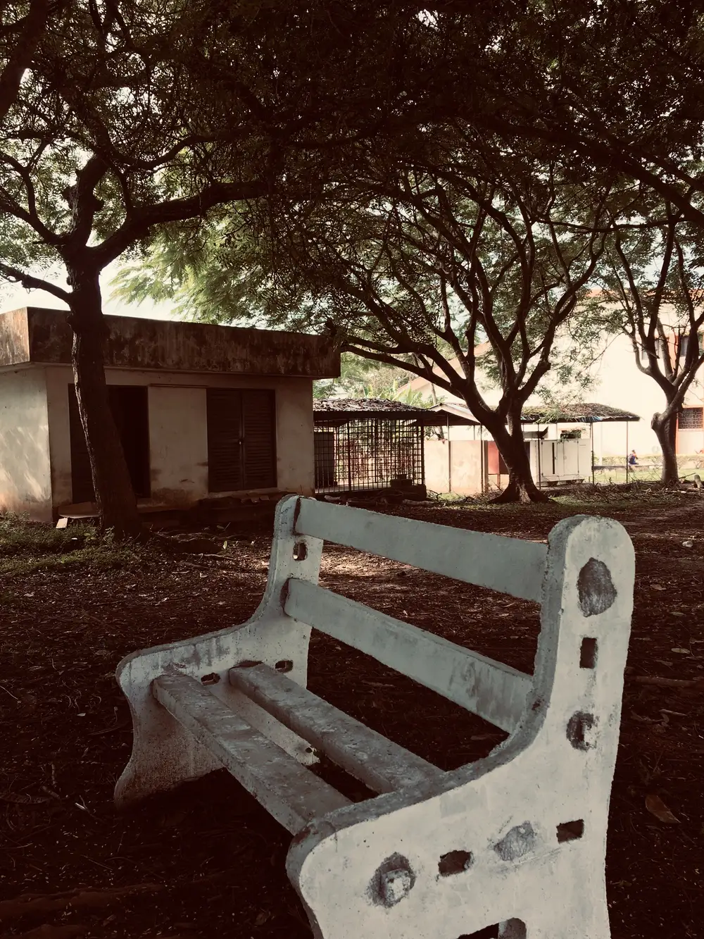 White chair under some trees