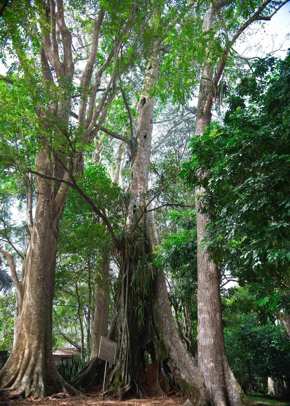 Trees in a forest