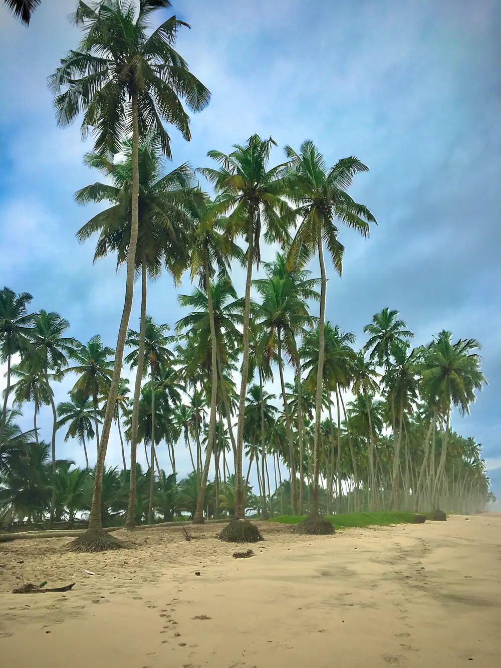 Palm trees