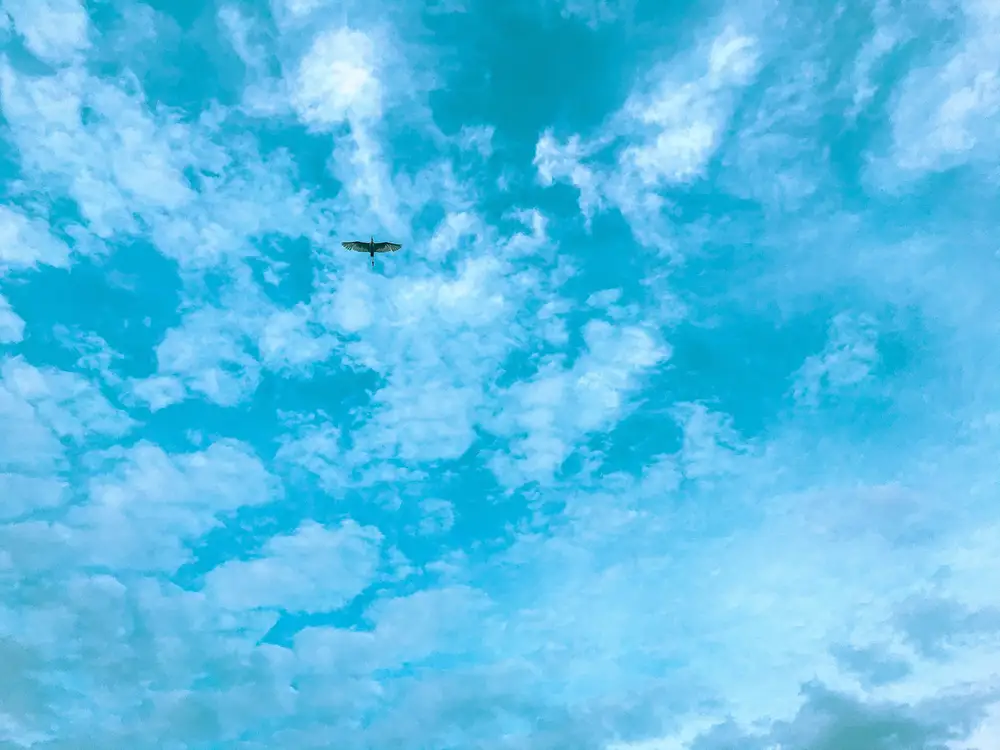 Bird in the sky