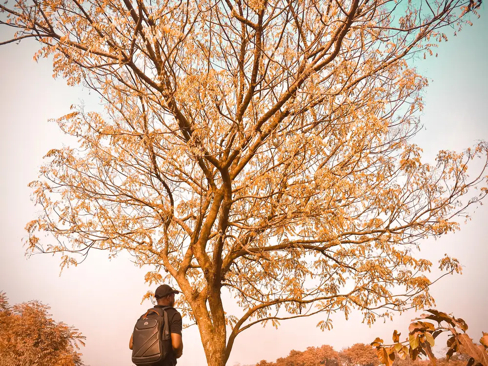 Boy looking at a tree