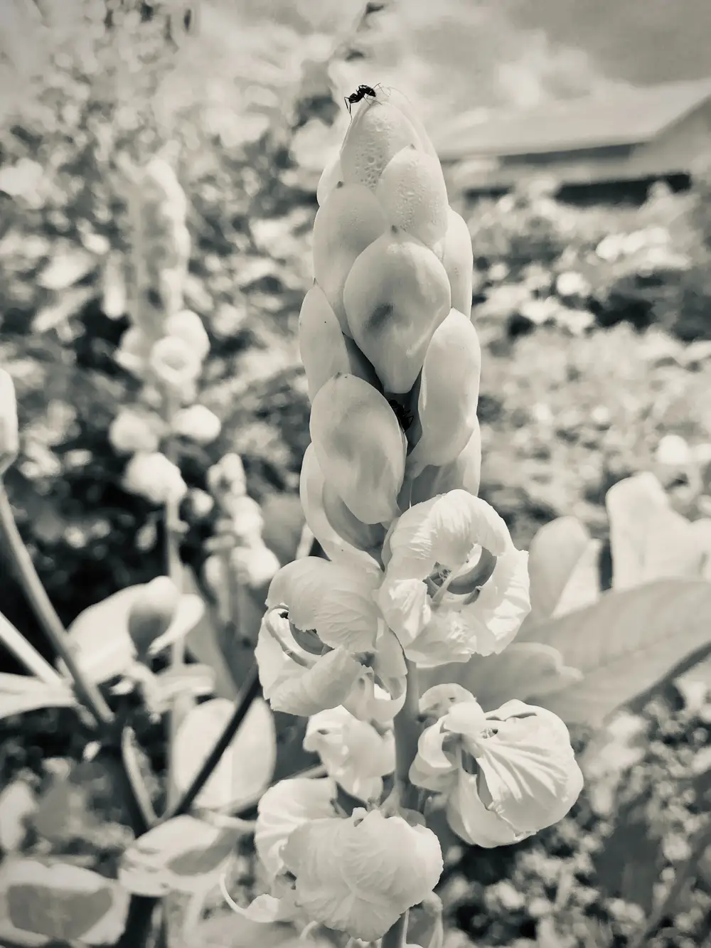 Black and white photo of a plant