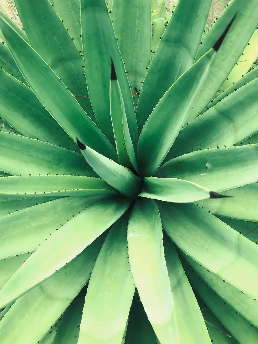 Aloe vera