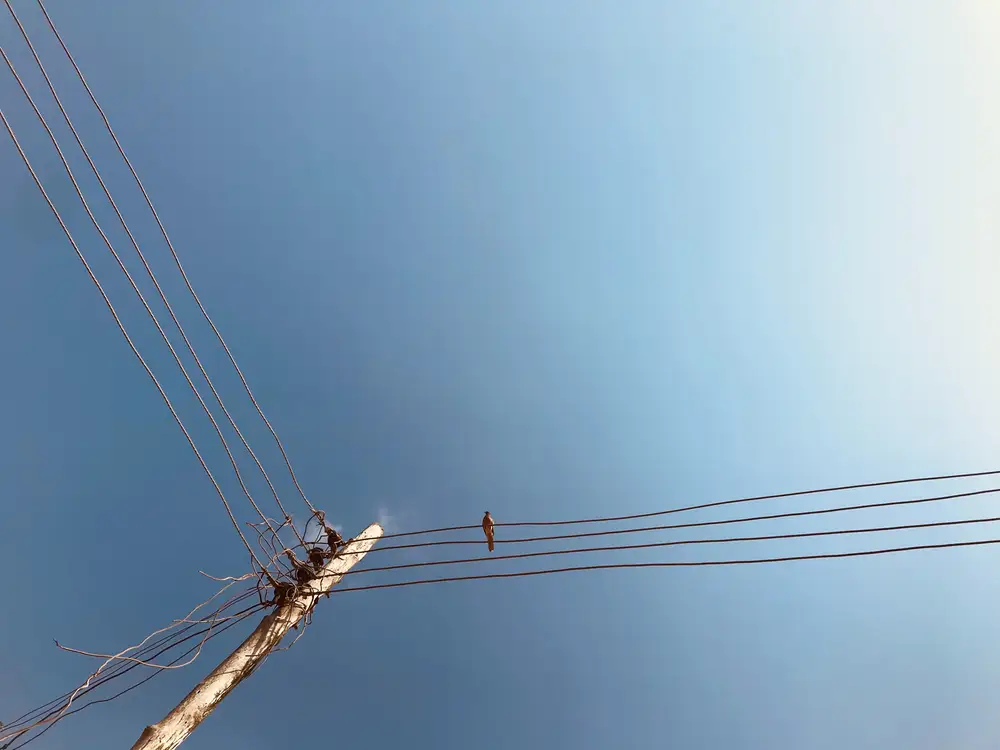 Bird sitting on wires