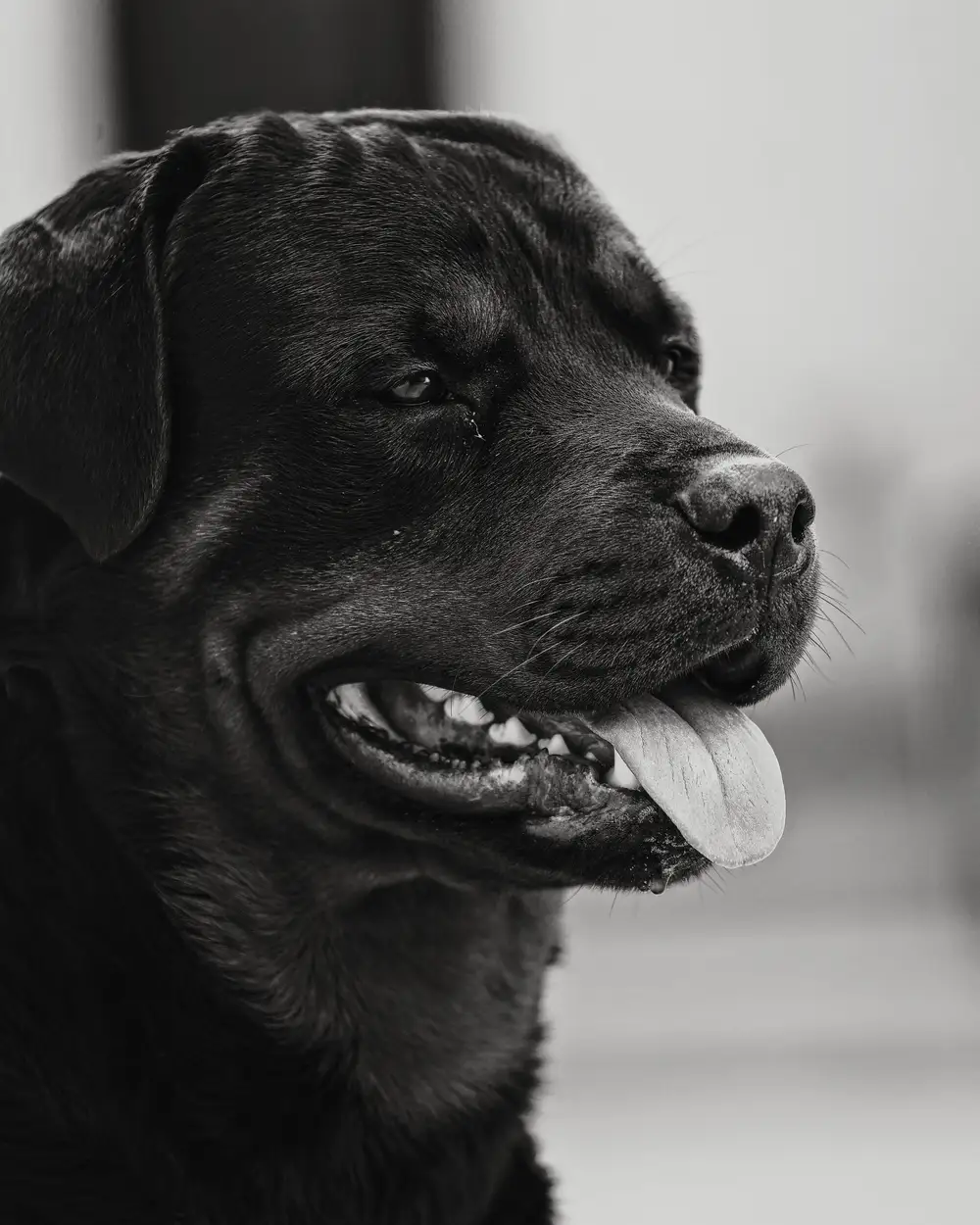 Dog with its tongue out