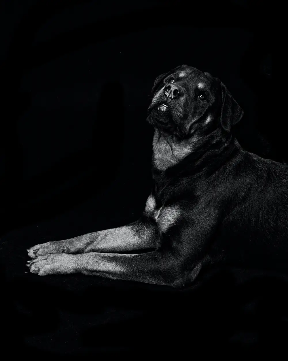 Photo of a dog in black and white