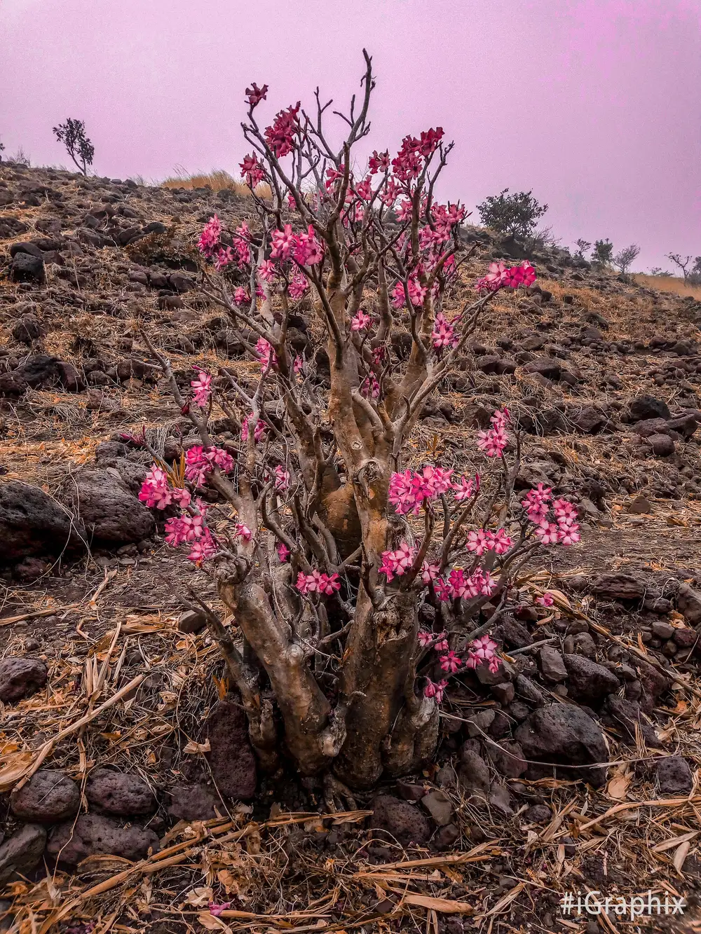 Pink flowering tree