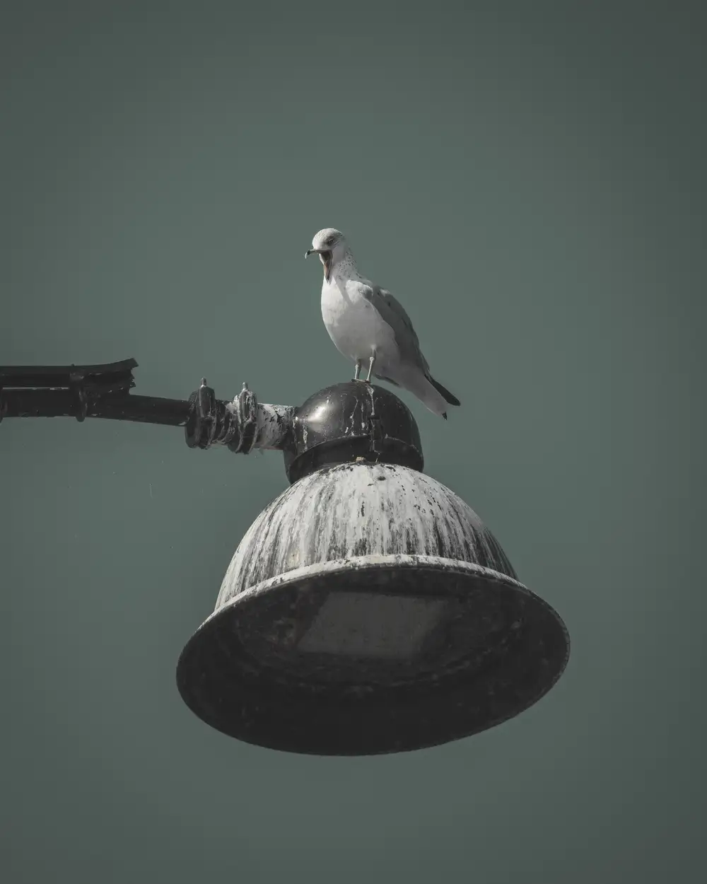 Bird on street lamp