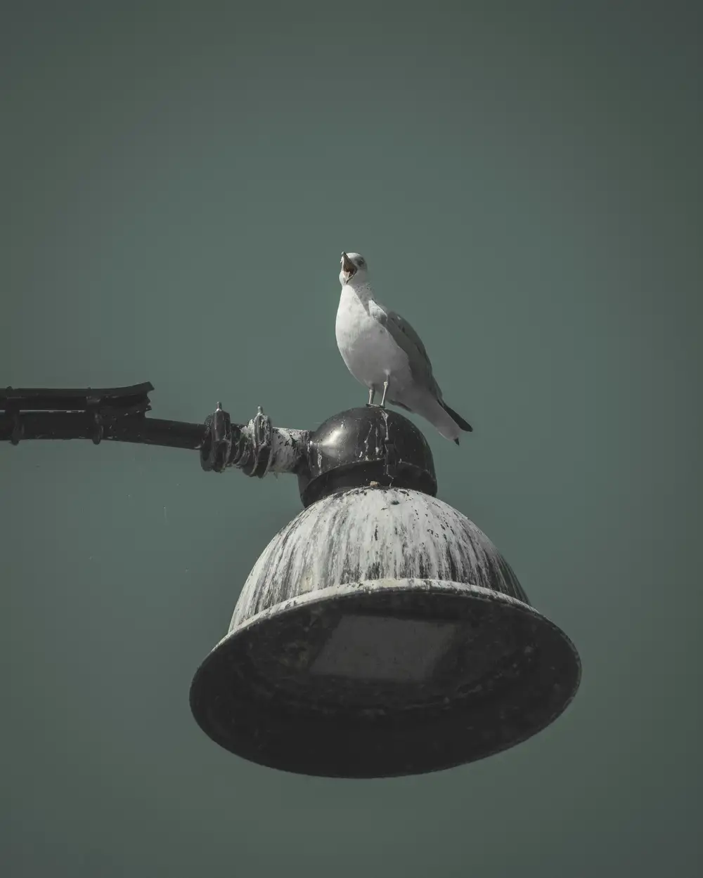 Bird perching on street light