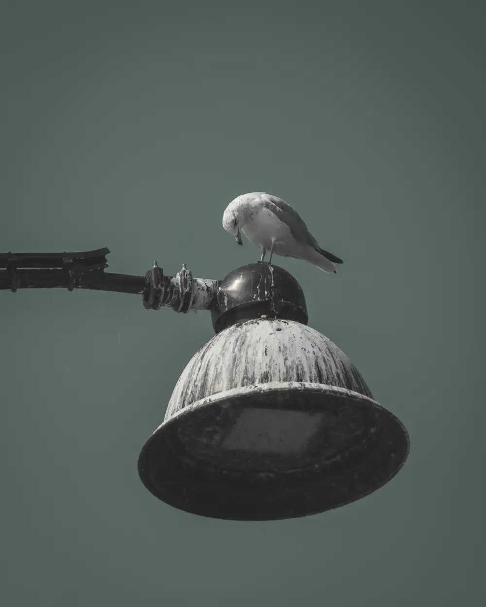 Bird looking at street lamp