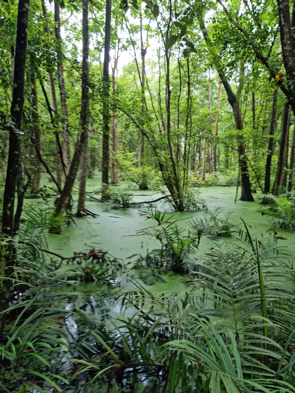 A Swamp