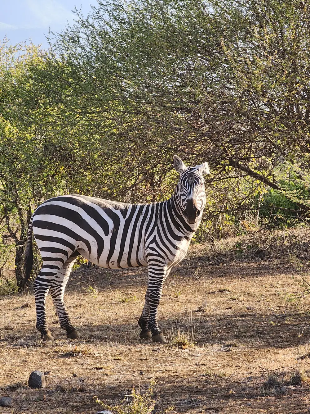 A Zebra in the forest