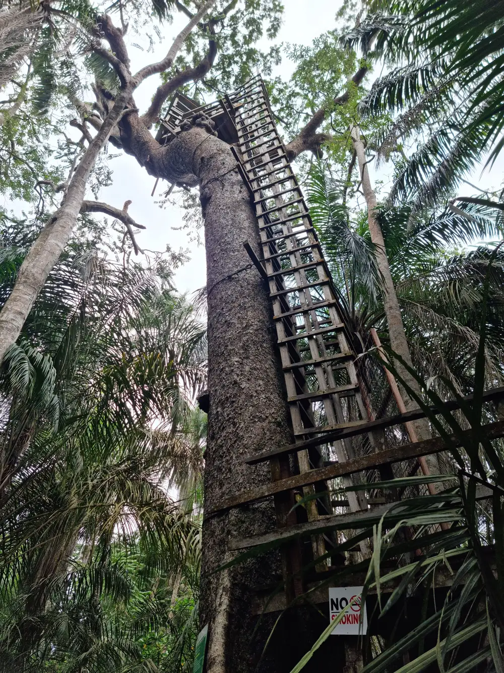A ladder attached to a tree