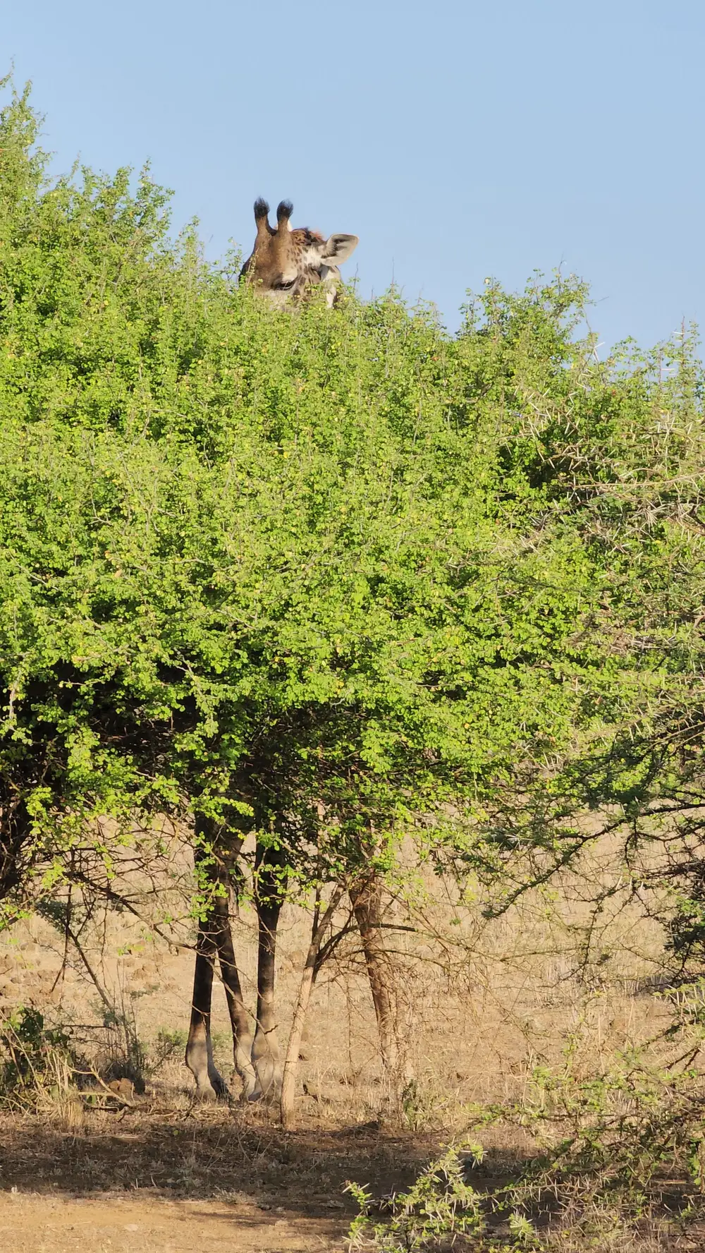 Giraffe behind a tree
