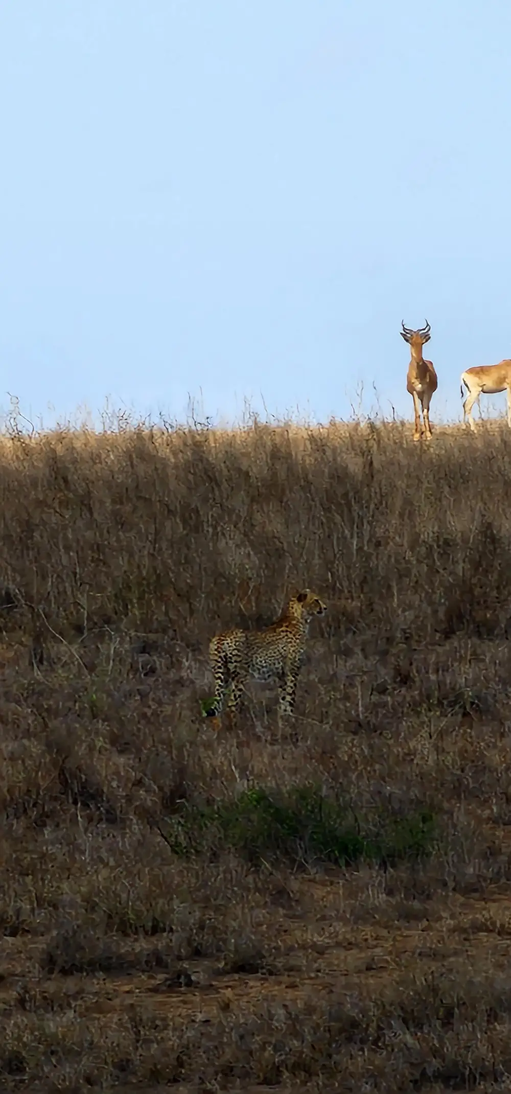 A leopard and two deers