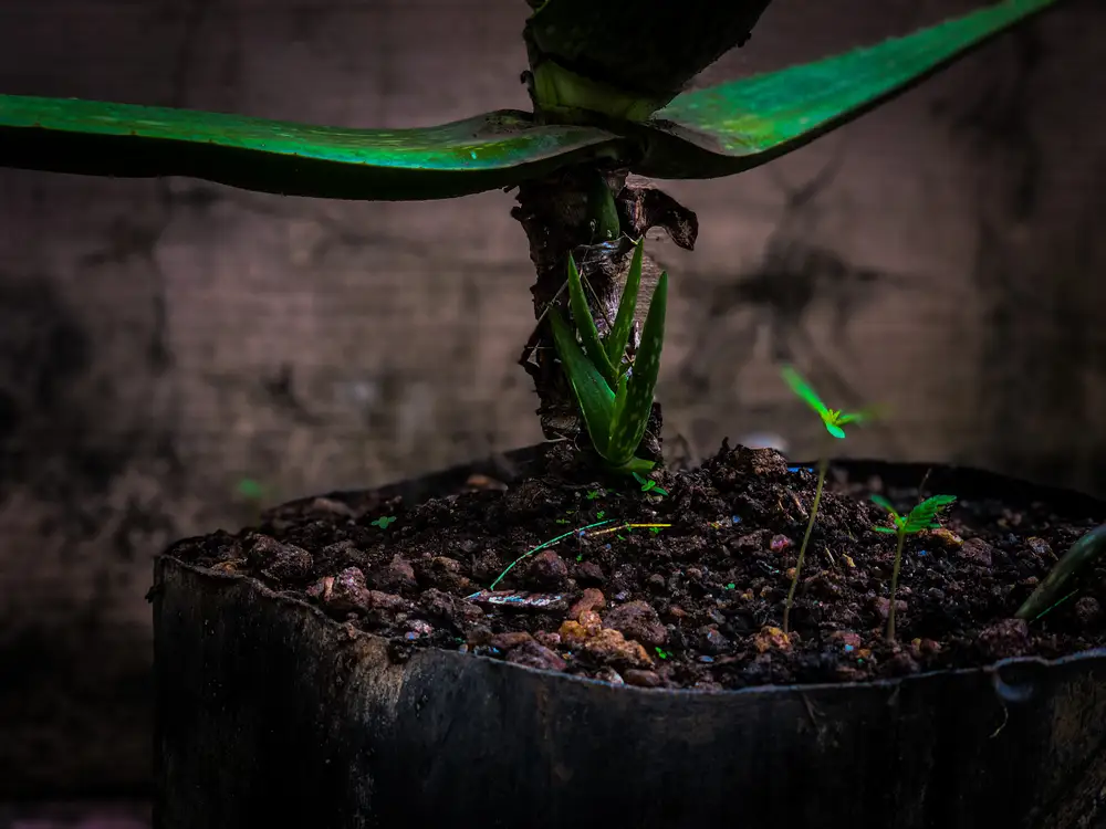 new growth