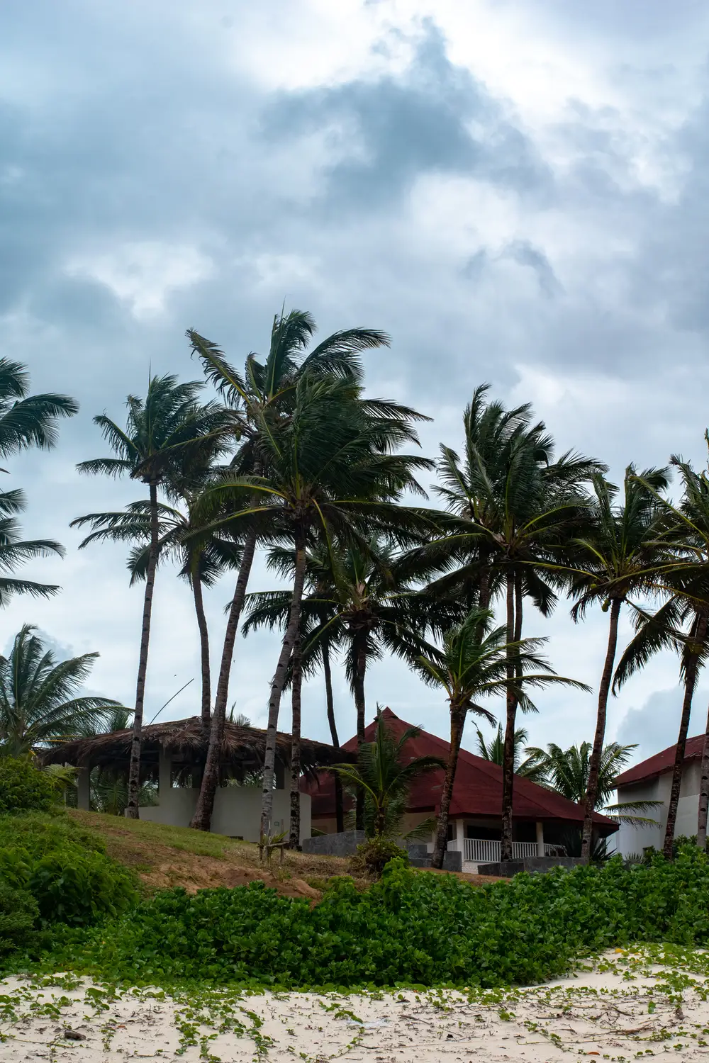 Coastal Palm Trees
