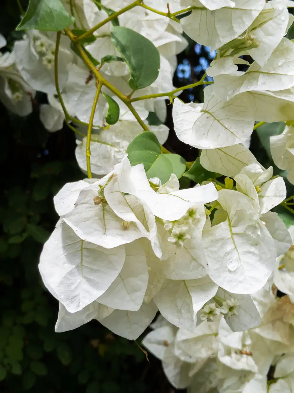 Bougainvillea