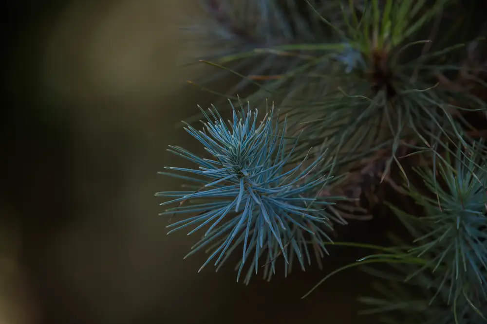 Green pine tree in closeup shot