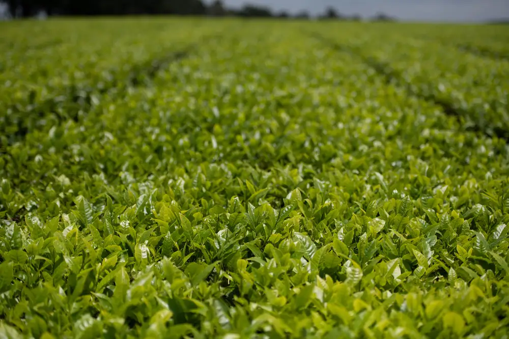Tea leaves growing in field
