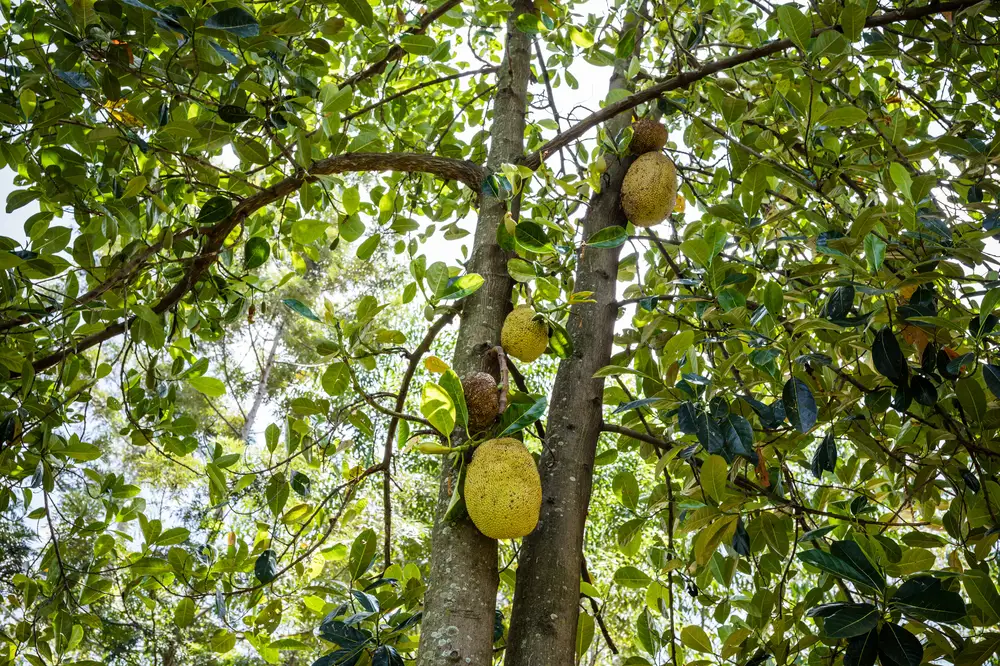 Fresh ripe jackfruits on a tree