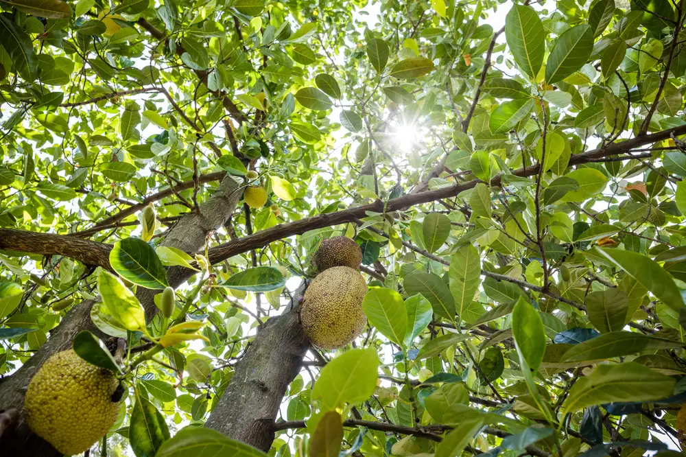 Jackfruit tree with fruits on it