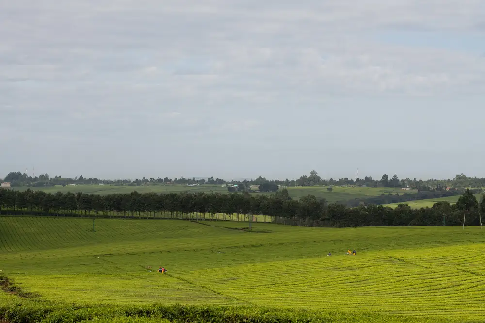 Broad green farmfield with distant trees