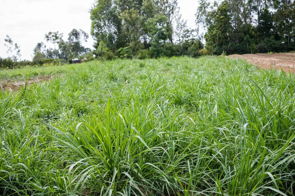 Brachiara Mutica Grass Field