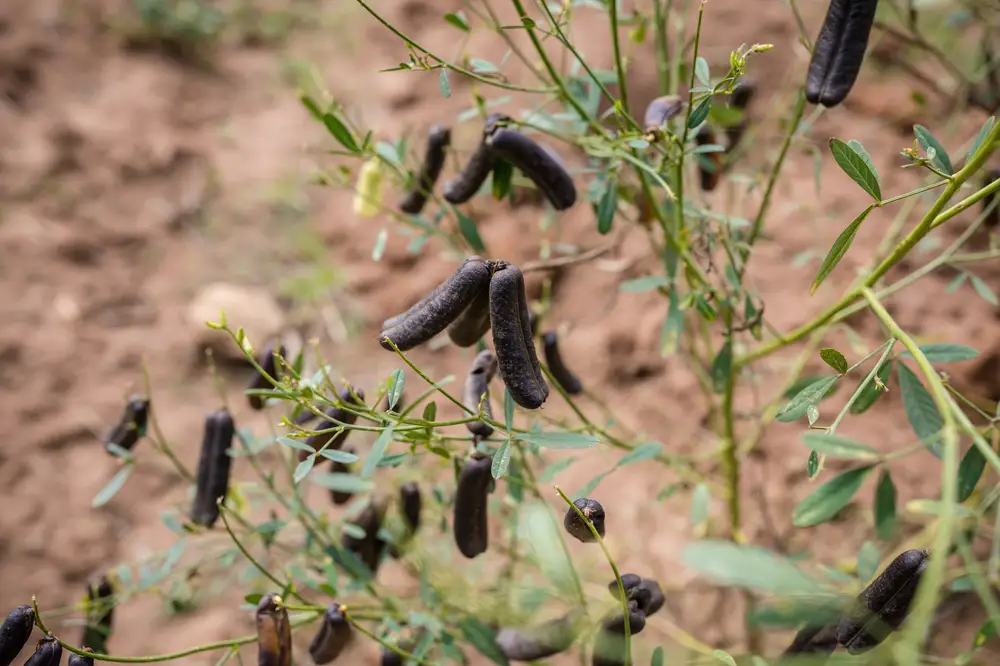 Croatalaria Ratusa plant with pods