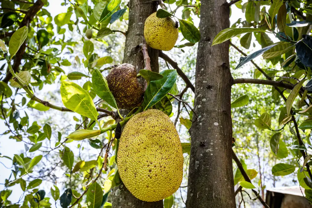 Ripe Jackfruits on a tree