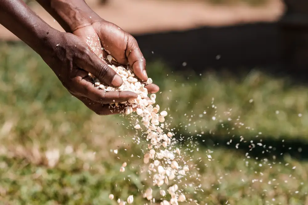 White maize being poured by a farmer by hand