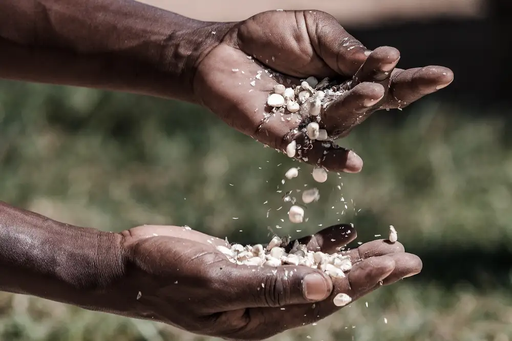 Farmer pouring corn grains on his hand