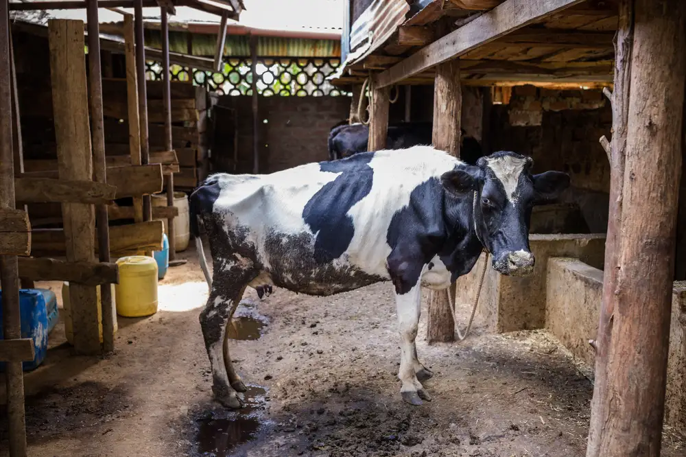 Cow in Barn