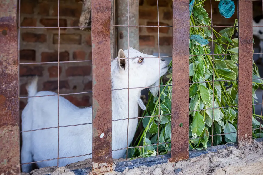 White goat on a farm eating leaves