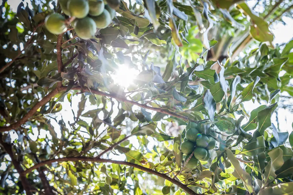 Closeup Shot of a Macademia Nuts Tree
