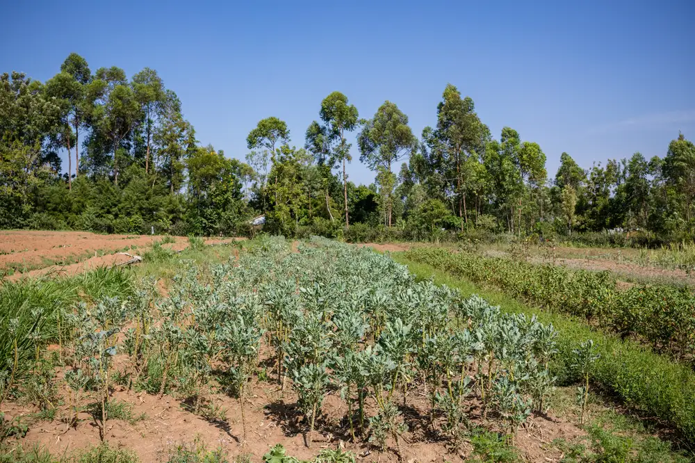 Herb white sage farmfield